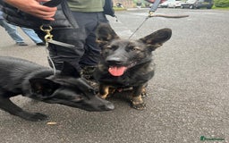 German Shepherd dogs for sale: Trained, Exceptional Working Line GSD  - Image 8
