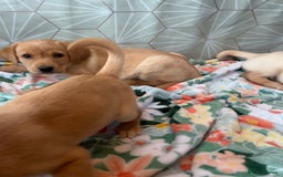 Labrador Retriever dogs for sale: Labrador puppy’s  - Image 11