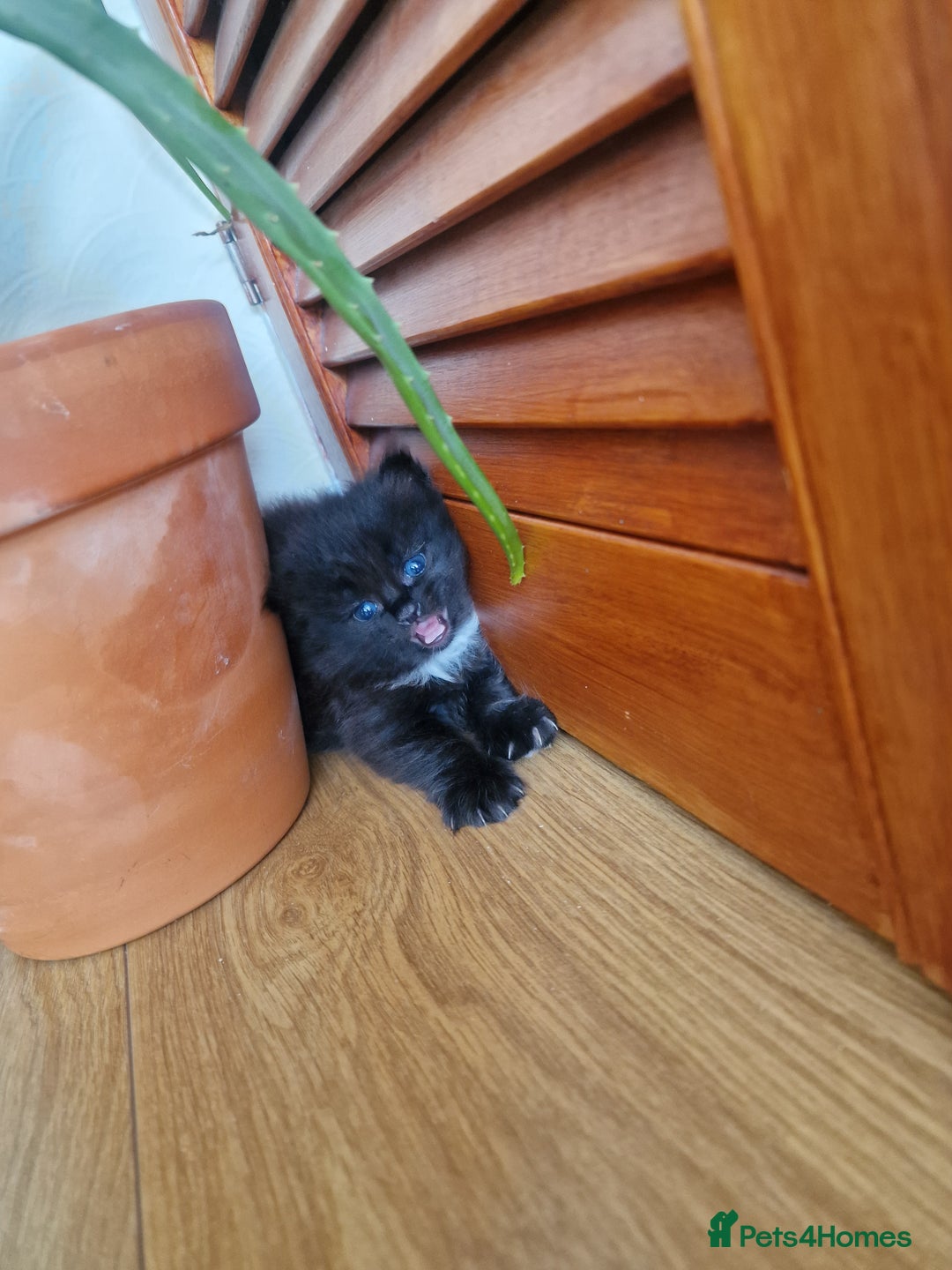 Mixed Breed cats for sale: Rare Norwegian Forest ×Ragdoll Kitten - Image 5