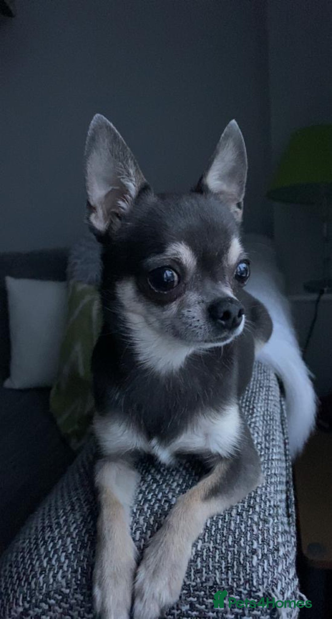 Chihuahua dogs for sale: Expecting litter24th Jan 26. Register 4 interest.  - Advert 8