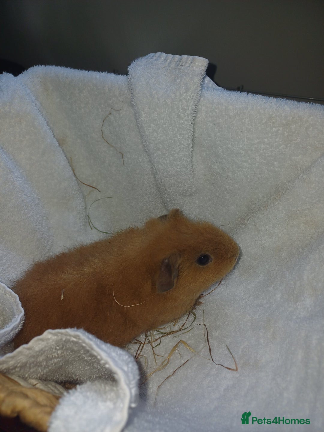 Guinea Pig rodents for sale: Male guinea pigs 7 weeks - Image 2
