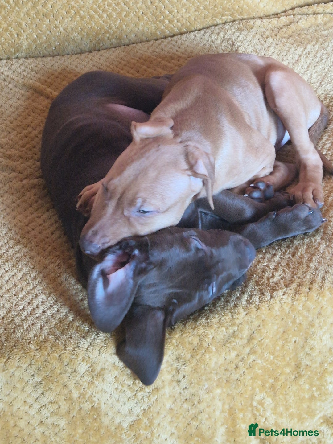 Mixed Breed dogs for sale: Doberman/labrador x american bulldog/english staff - Advert 18