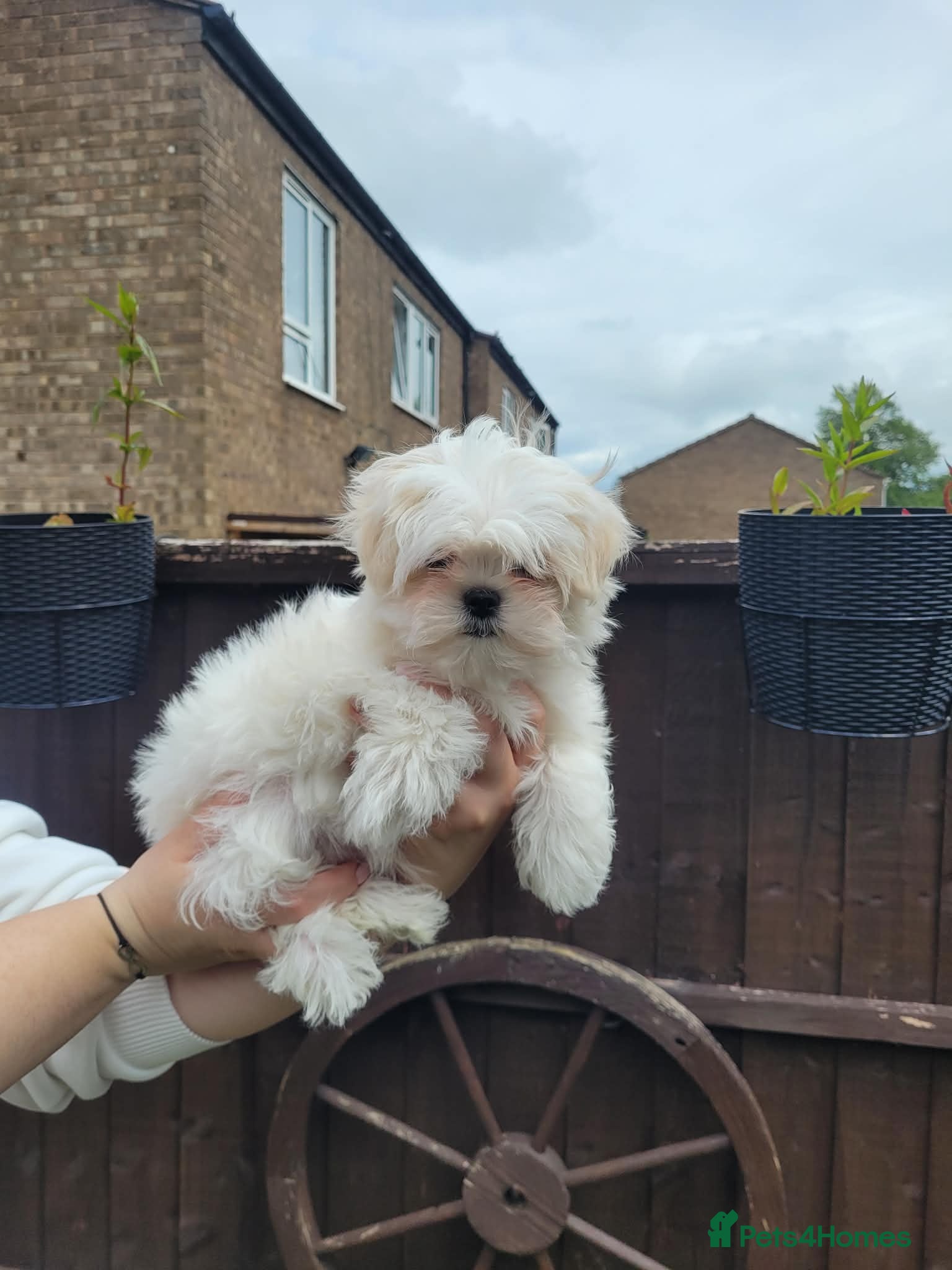 Maltese dogs Maltese kc registered two beautiful boys  - Advert 3