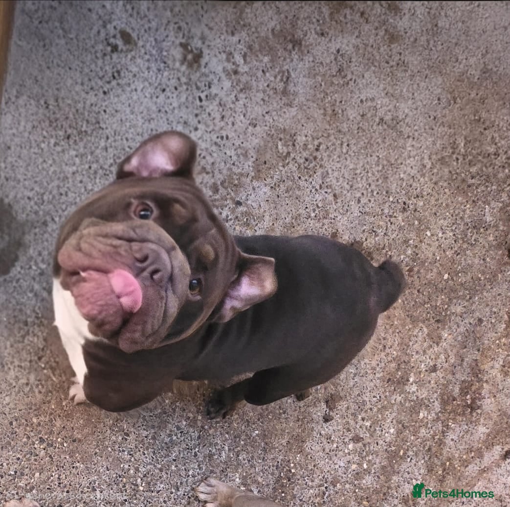 English Bulldog dogs english bulldog  - Advert 11