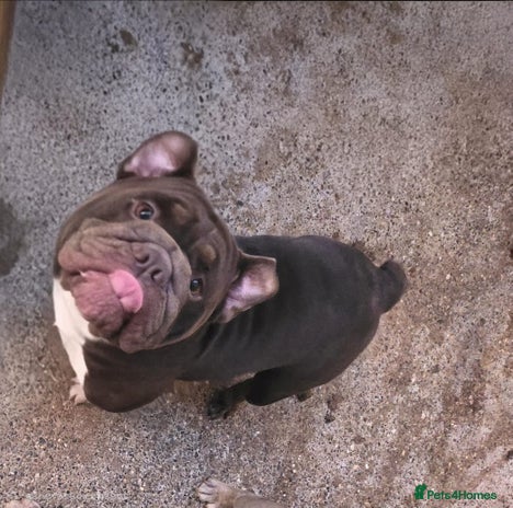 English Bulldog dogs - Advert 2