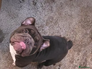 English Bulldog dogs english bulldog - Advert 5