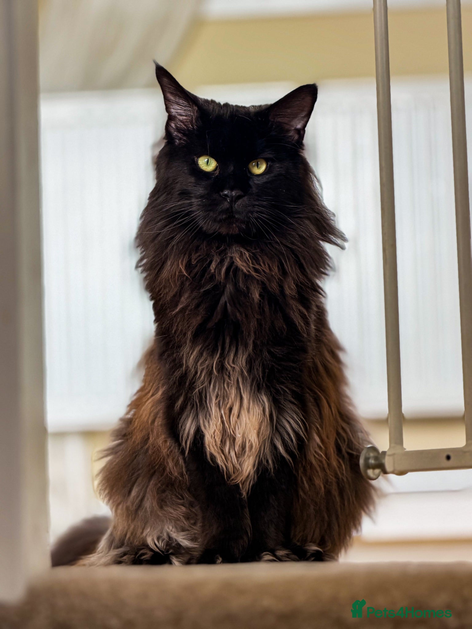 Maine Coon cats MAINE COON MALE *NEUTERED* - Advert 19