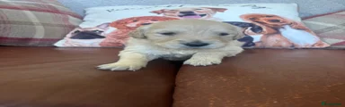 Golden Retriever Puppy 11 - SOLD 