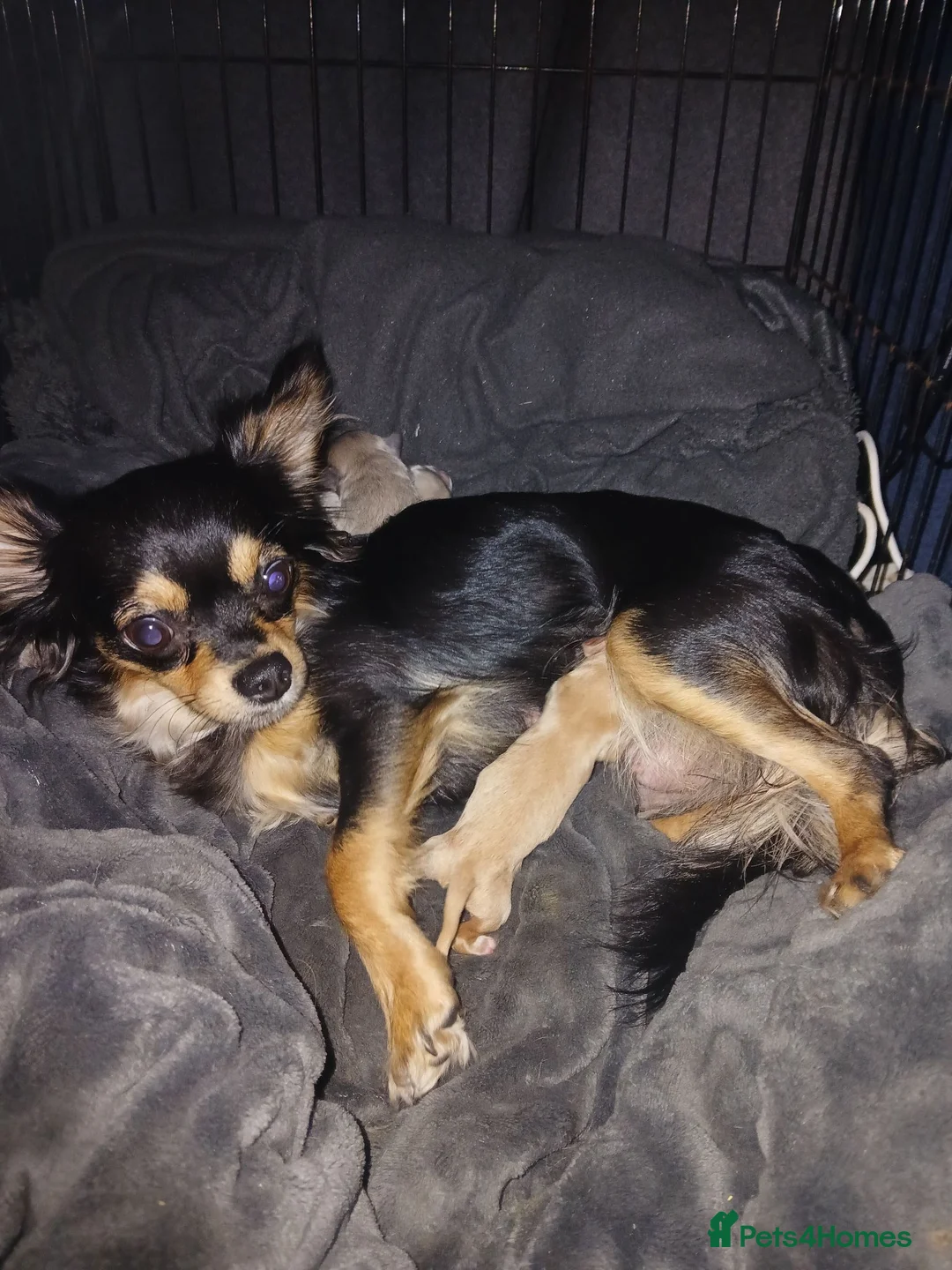 Chihuahua dogs for sale: 3 little chihuahua pups for sale  in Manchester - Advert 2