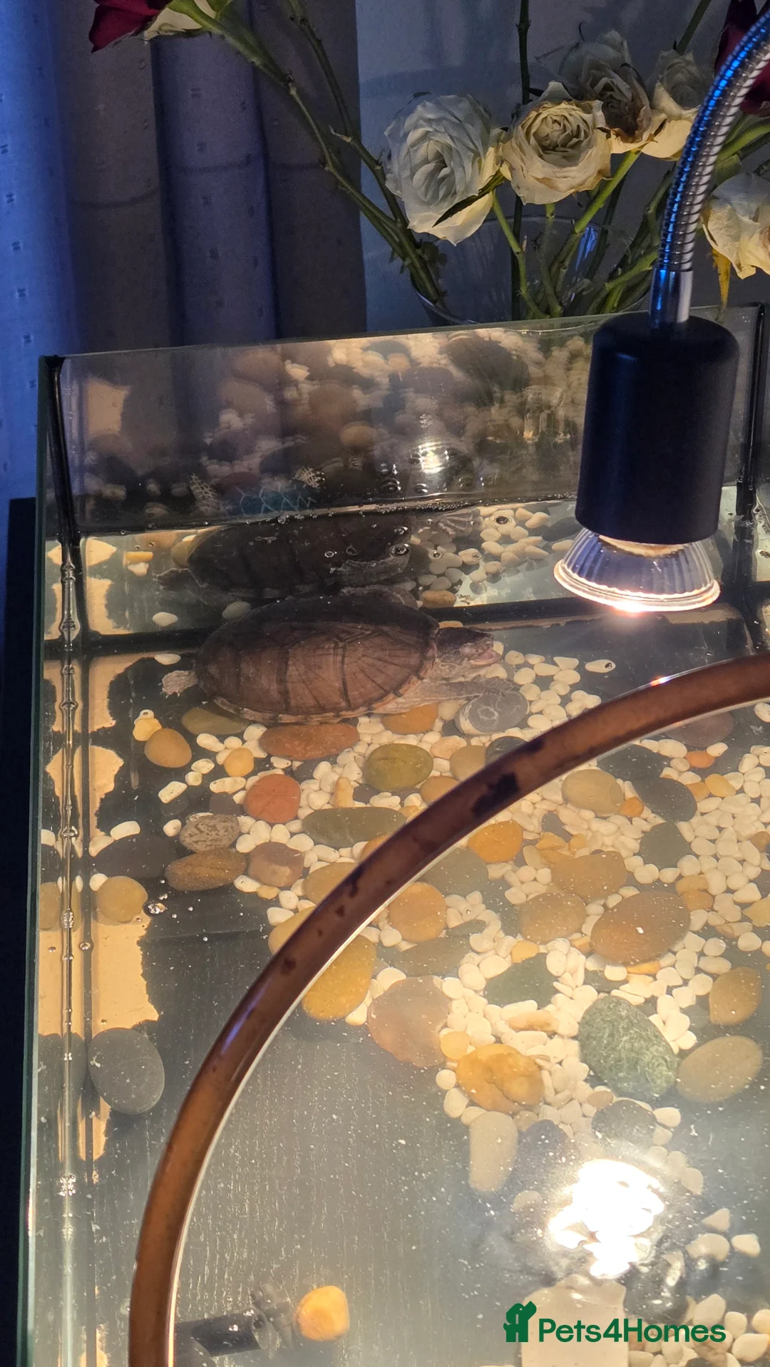 Terrapin reptiles for sale: 2 Musk Turtles with Setup Included.  in Crawley - Advert 3