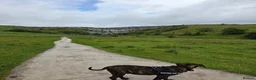 Presa Canario dogs for sale: Presa canario  in Barnsley - Advert 8