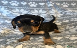 Miniature Dachshund dogs for sale: Kc registered miniature dachshunds  - Image 11
