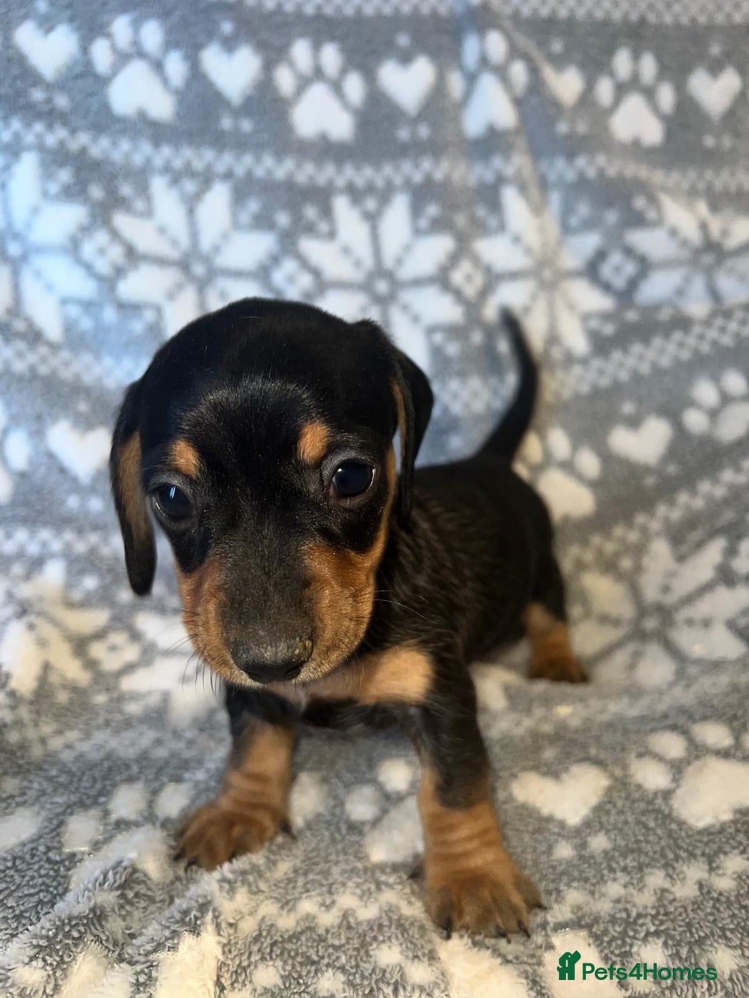 Miniature Dachshund dogs for sale: Kc registered miniature dachshunds  - Image 11