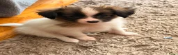 Papillon dogs for sale: KC Registered Male Papillon puppy for sale in Braintree - Advert 2
