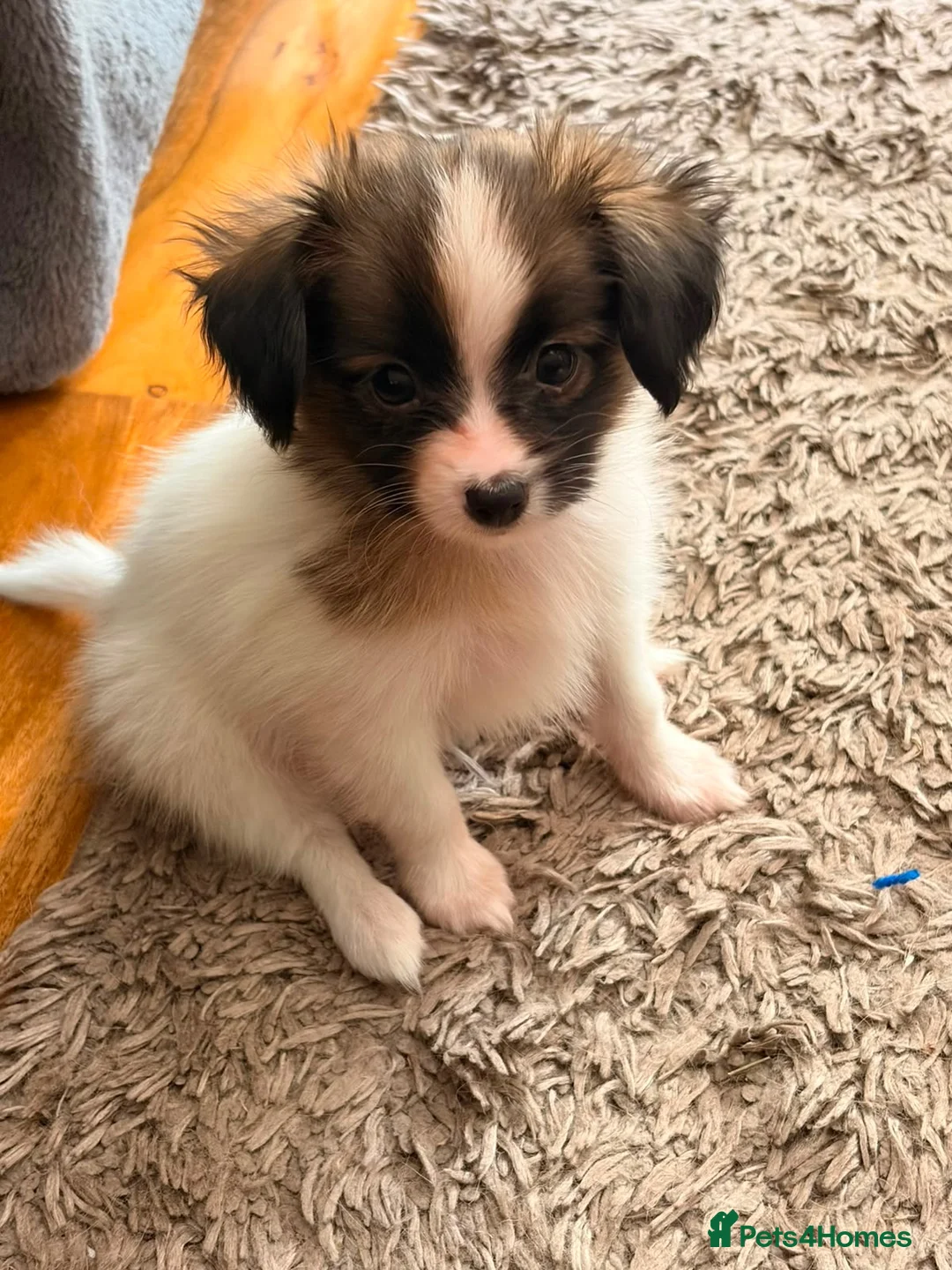 Papillon dogs for sale: KC Registered Male Papillon puppy for sale in Braintree - Advert 2