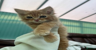 British Longhair cats 2 Very Attached Fluffy Kittens for Sale  - Advert 10