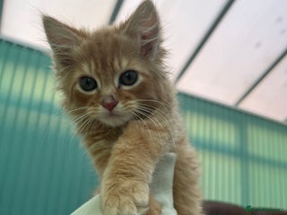British Longhair cats Very Attached Fluffy Kittens for Sale - Advert 15