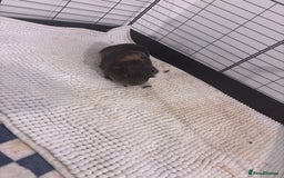 Guinea Pig rodents for sale: 2 male guinea pigs and Kavee cage & accessories  - Image 3
