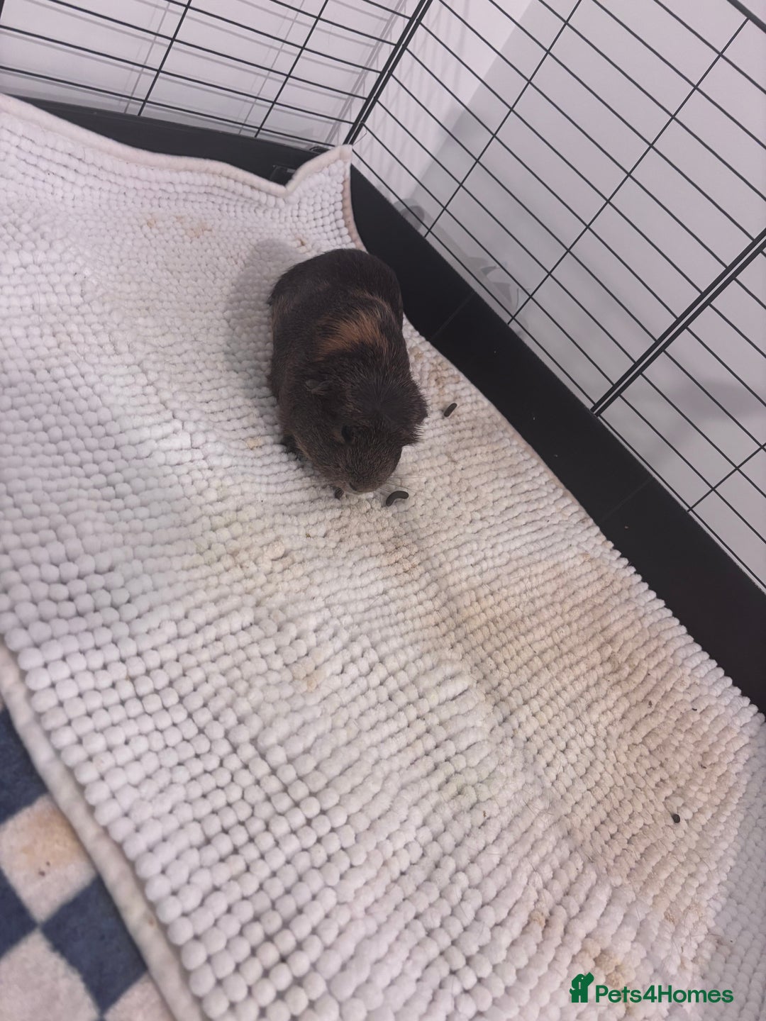 Guinea Pig rodents for sale: 2 male guinea pigs and Kavee cage & accessories  - Image 3