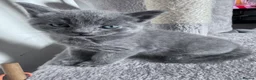 Mixed Breed cats for sale: Beautiful kittens - Advert 4