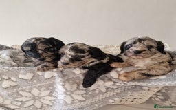 Cockapoo dogs for sale: F1 show type miniature cockapoo  - Image 8