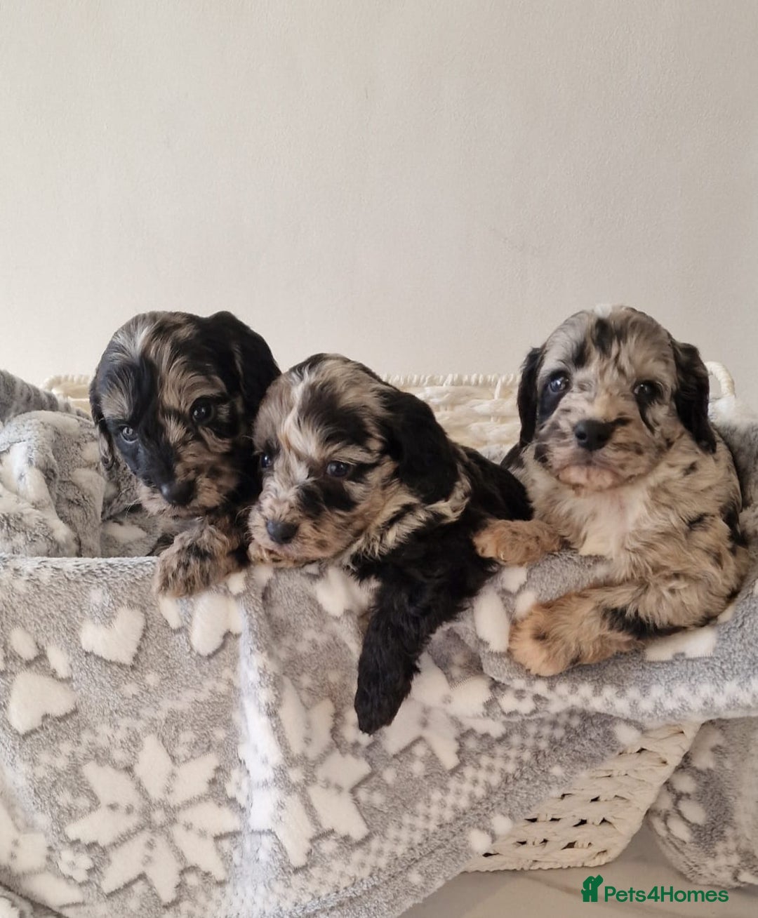 Cockapoo dogs for sale: F1 show type miniature cockapoo  - Image 8