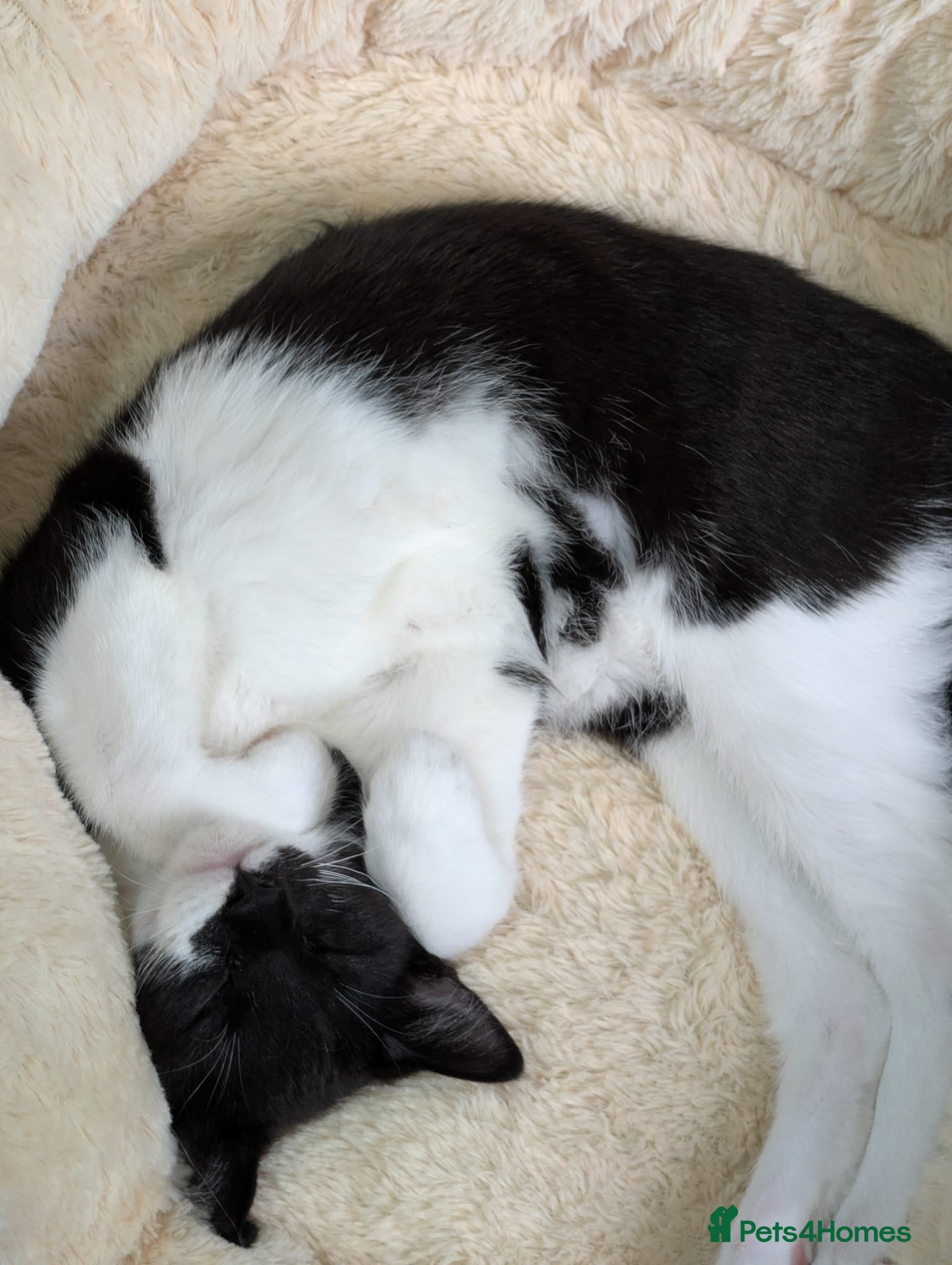 Mixed Breed cats Seeking new home - Advert 9