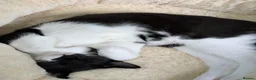 Mixed Breed cats for sale: Seeking new home in Ammanford - Advert 1