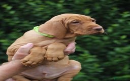 Hungarian Vizsla dogs for sale: All puppies now reserved/rehomed  - Image 6