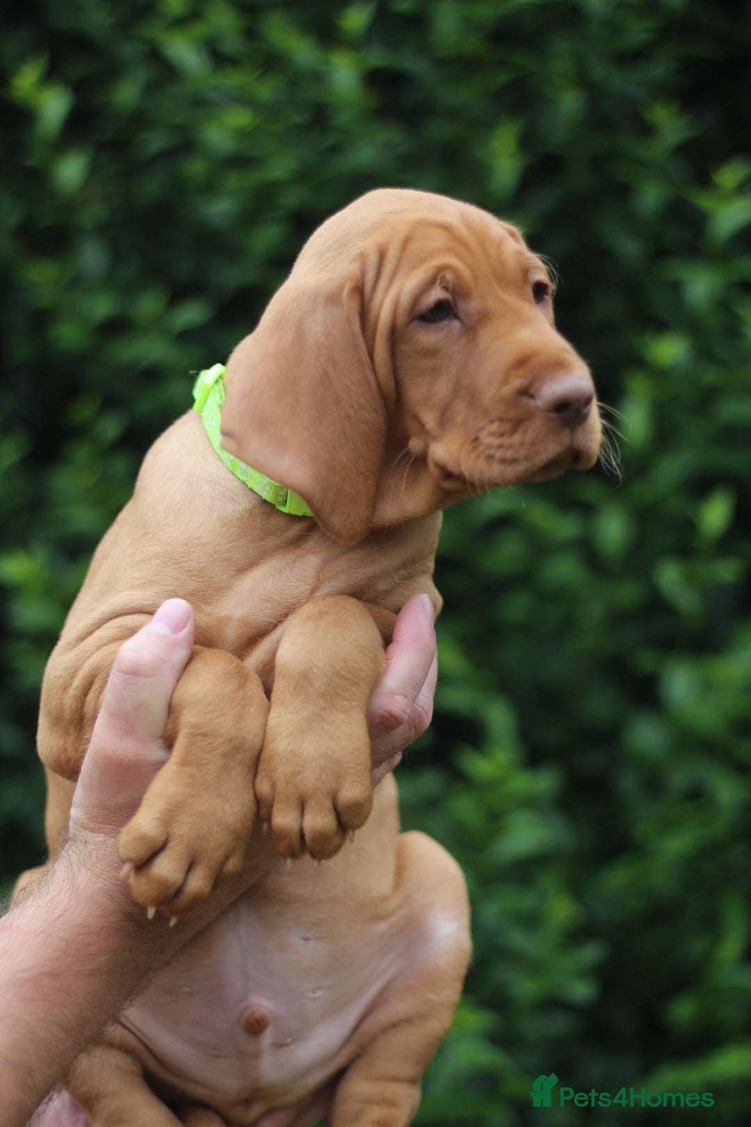 Hungarian Vizsla dogs for sale: All puppies now reserved/rehomed  - Image 6