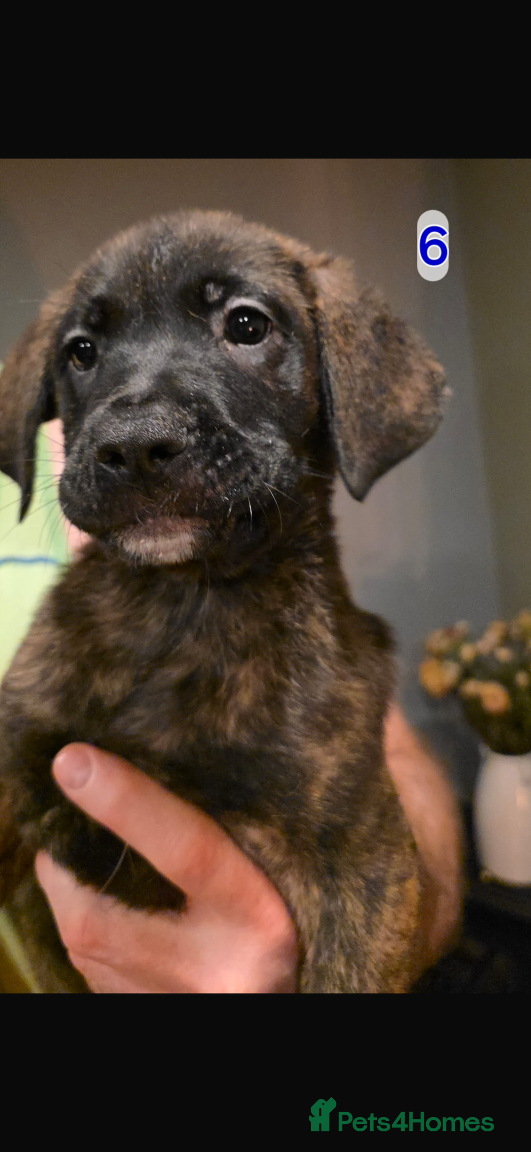 Mixed Breed dogs for sale: Cane corso X mastiff X - Advert 7