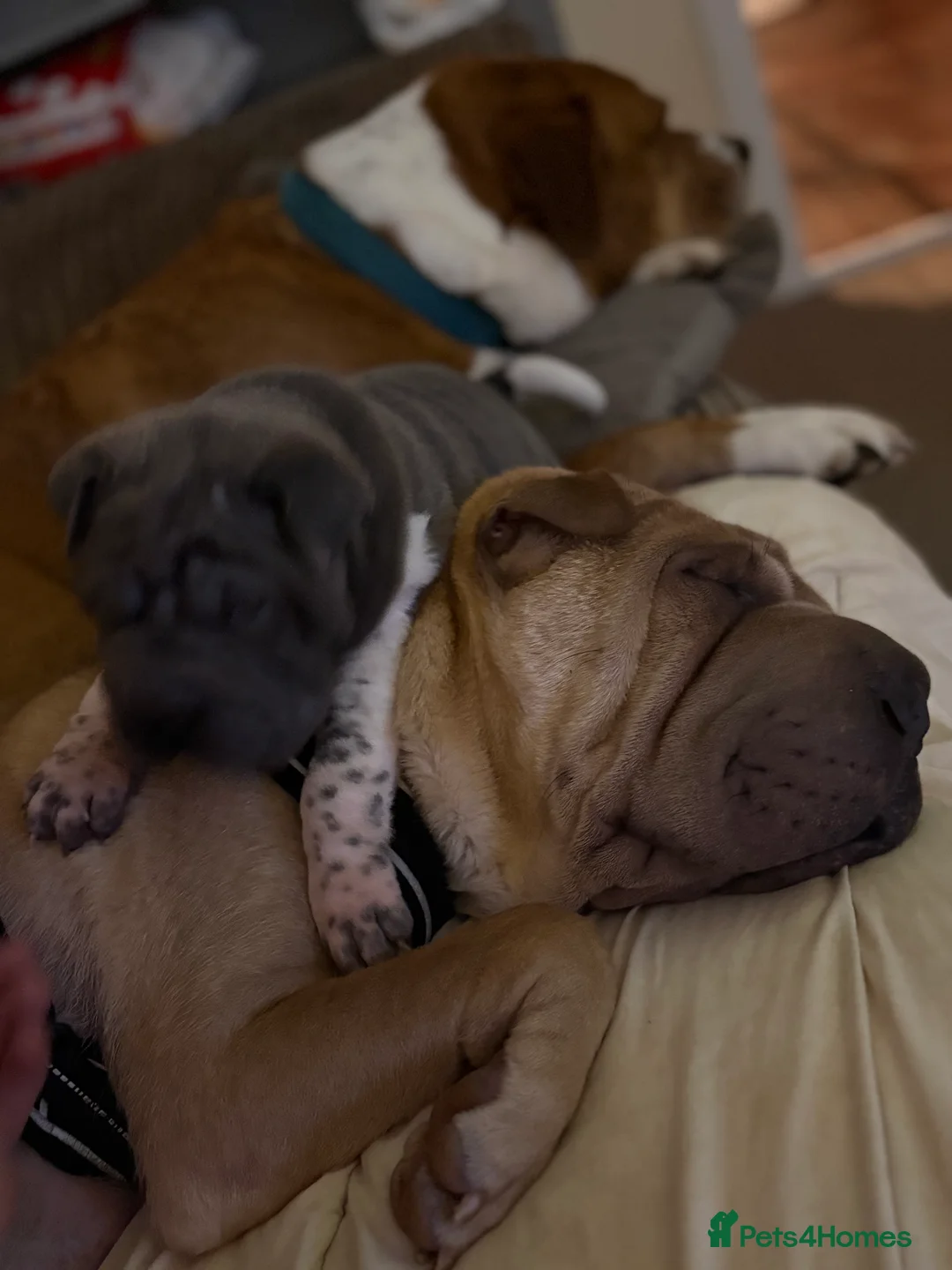 Shar Pei dogs for sale: Stunning rare Shar-Pei puppies  - Advert 2