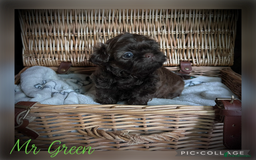 Shih Tzu dogs for sale: Stunning KC chocolate imperial Shihtzu puppies - Image 22