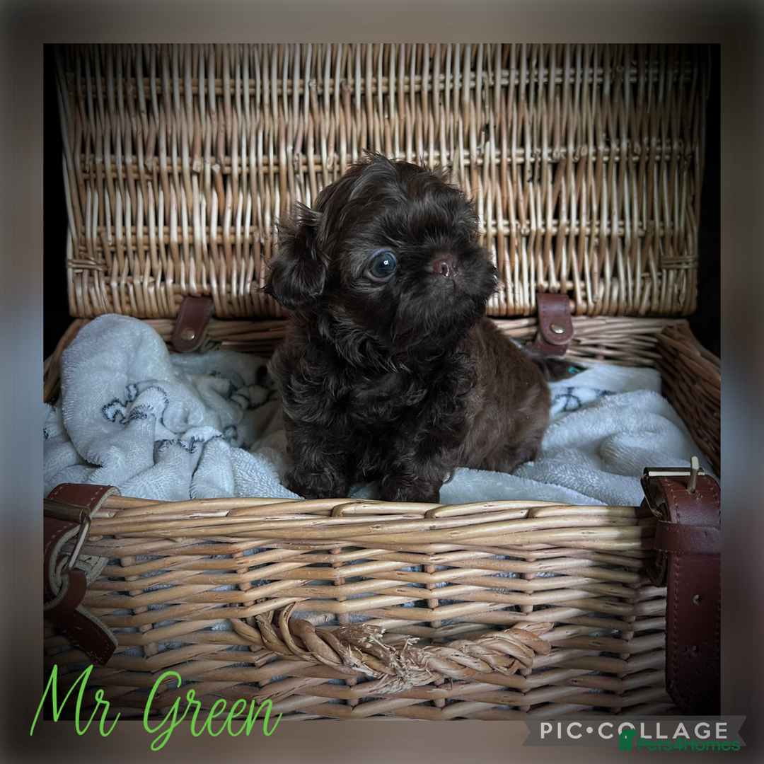 Shih Tzu dogs for sale: Stunning KC chocolate imperial Shihtzu puppies - Image 22