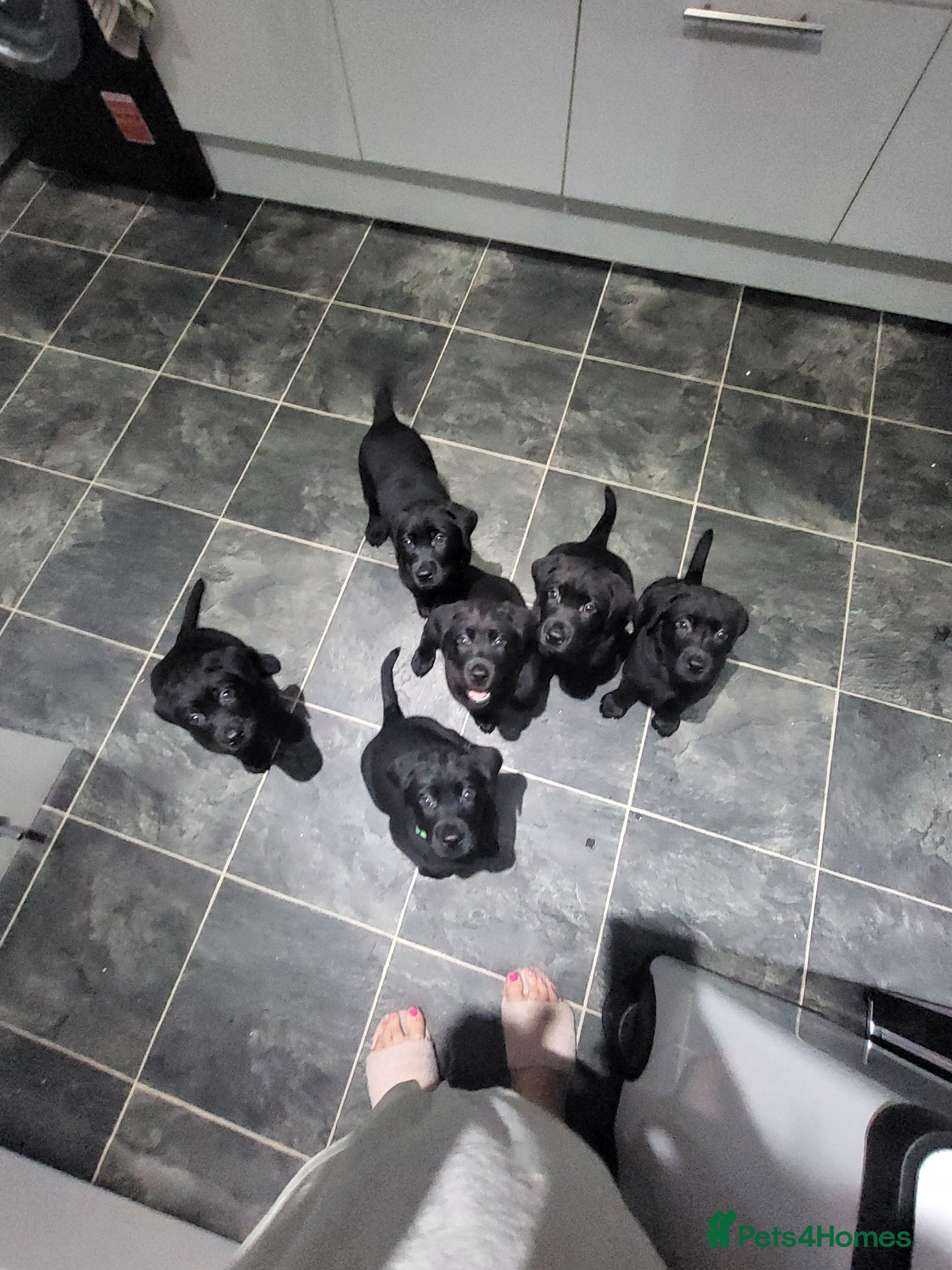 Labrador Retriever dogs Labrador puppies - Advert 11