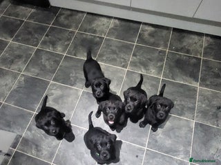 Labrador Retriever dogs Labrador puppies - Advert 18