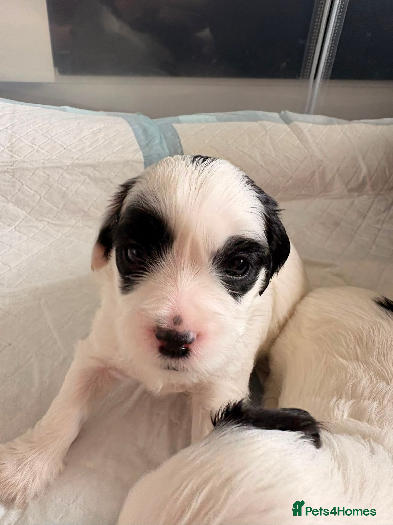 Shihpoo dogs Shihpoo puppies for sale - Advert 3