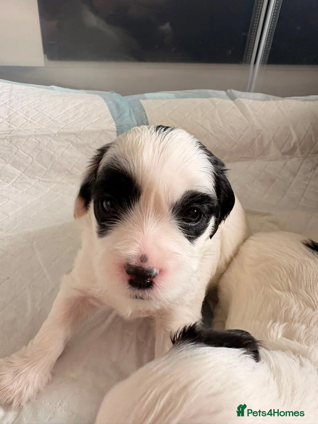 Shihpoo dogs for sale: Shihpoo puppies for sale in Birmingham - Advert 1