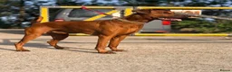 Mixed Breed dogs for sale: F1b Dobermann hybrid  - Advert 4