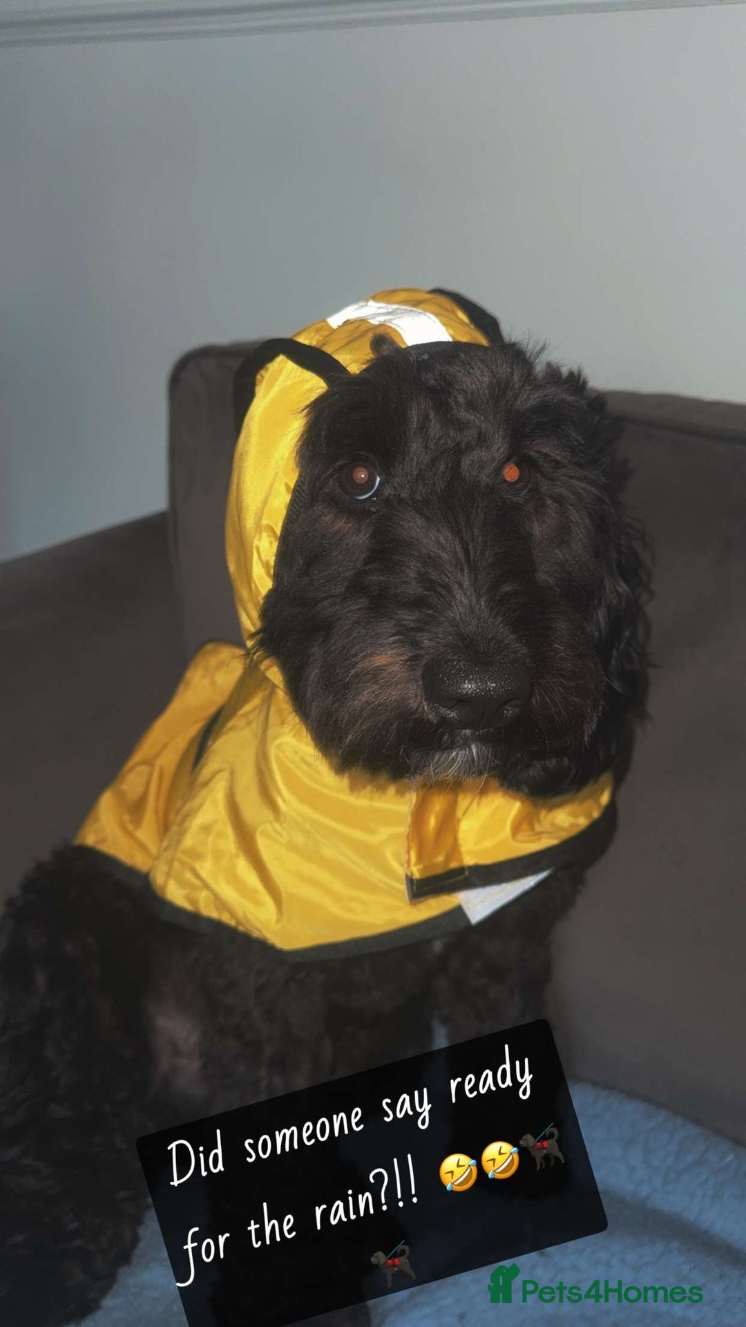 Cockapoo dogs for stud: Milo 1 year old F2 cockapoo - Image 6