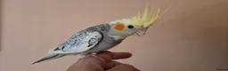 Cockatiels birds for sale: 2 Hand tame baby cockatiels available.  - Advert 10