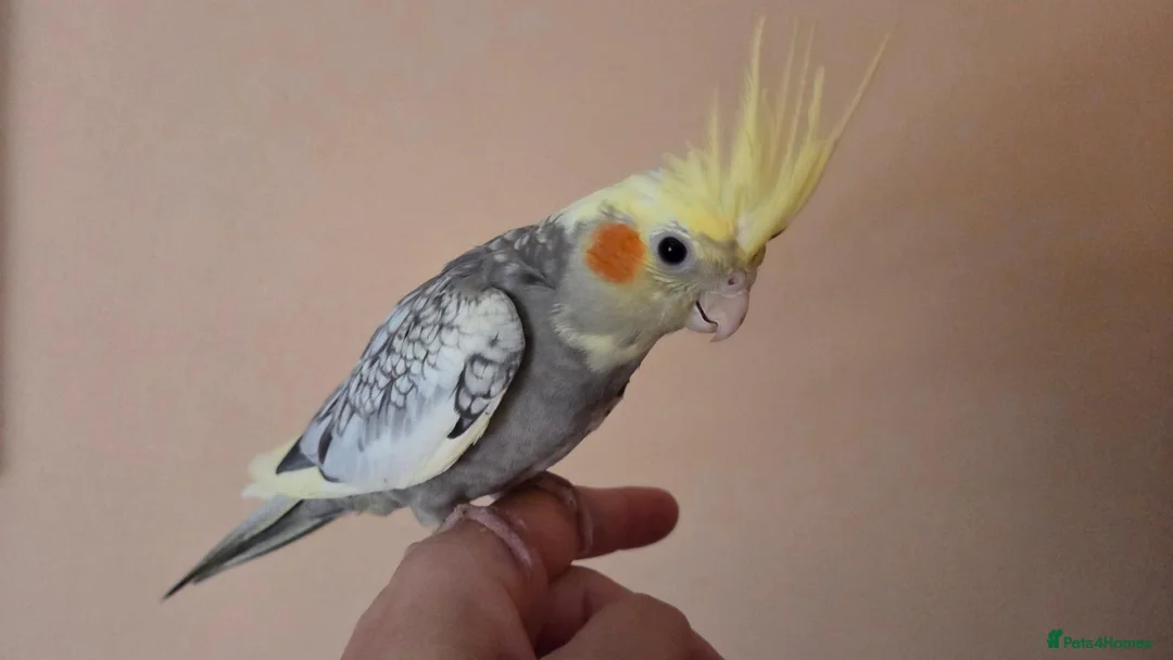 Cockatiels birds for sale: 2 Hand tame baby cockatiels available.  - Advert 10