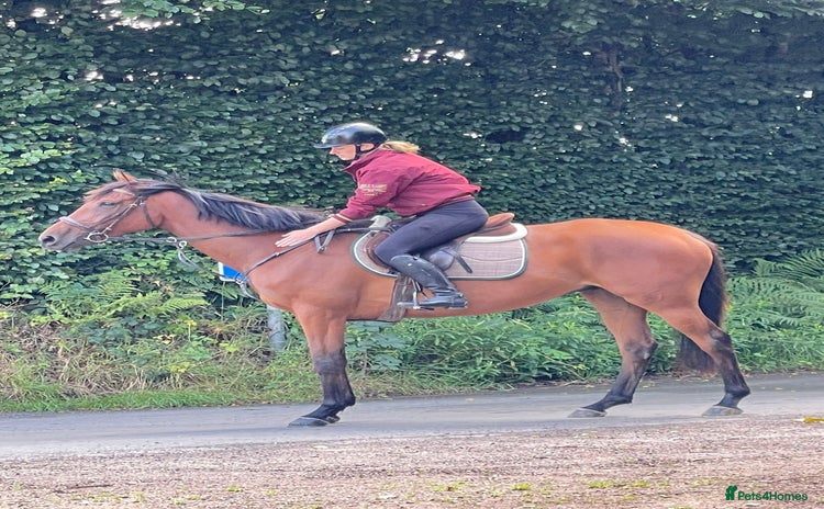 English Thoroughbred horses - Advert 1