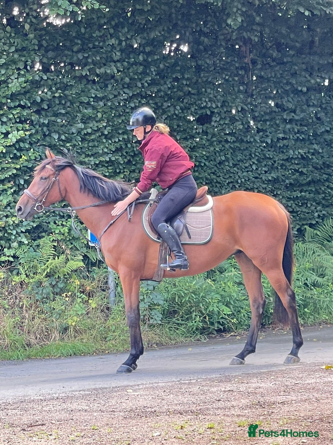English Thoroughbred horses for sale: Project - Image 1