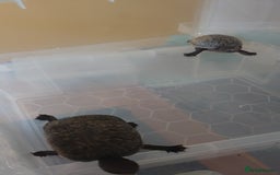 Turtle reptiles for sale: 2x Musk Turtle (Females) & Set Up - Image 2