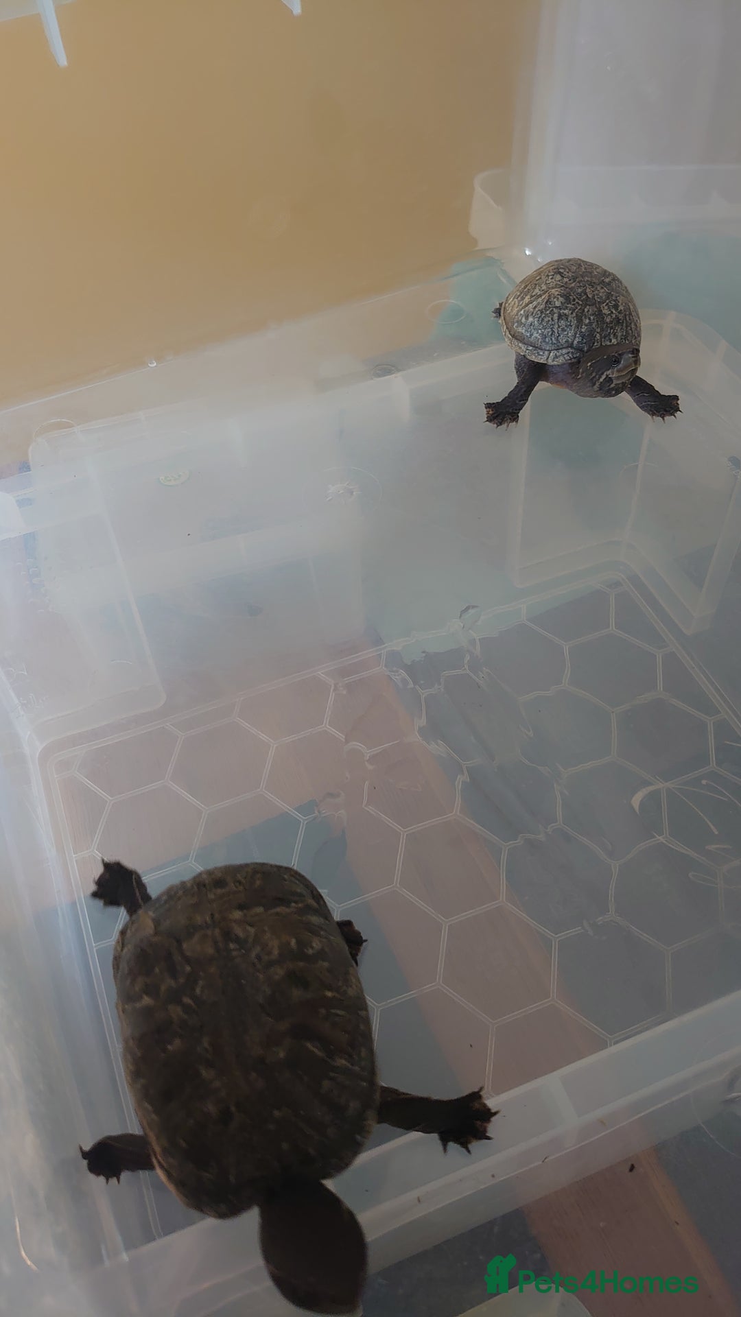 Turtle reptiles for sale: 2x Musk Turtle (Females) & Set Up - Image 2