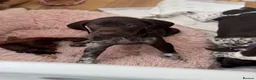 German Shorthaired Pointer dogs for sale: German shorthaired pointers  - Advert 21