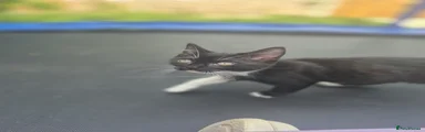 Oreo 
