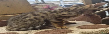 Bengal 2