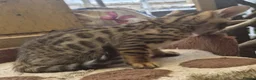 Bengal cats for sale: 2 beautiful full bengal kits - Advert 4